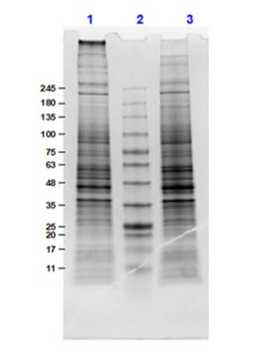 SDS-PAGE Results of U-87 MG Whole Cell Lysate.<br />Lane 1: U 87 MG Whole Cell Lysate (10 μg) Reduced.<br />Lane 2: Opal Prestained Molecular Weight.<br />Lane 3: U 87 MG Whole Cell Lysate (10 μg) Non-Reduced.<br />Results show wide range of molecular weight bands with no signs of degradation.